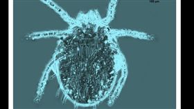 台灣恙蟲病主要病媒，地理纖恙蟎。（圖／疾管署提供）