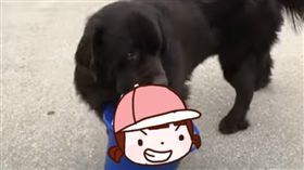  黑狗,狗,小狗,把妹,妹子,水桶,汪,散步,黑狗兄,在一起 圖／翻攝自YouTube影片