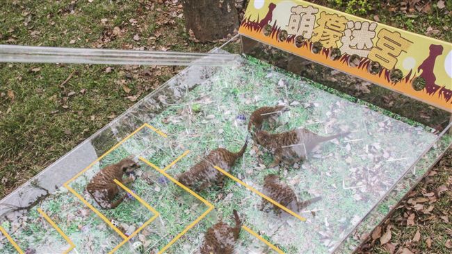 慶祝兒童節　六福村「萌獴迷宮」亮相