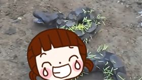 蟒蛇,豪豬,進食,餓,饑不擇食,狗,佛地魔,天敵,刺蝟,針刺 圖／翻攝自YouTube https://goo.gl/ZWbRjR