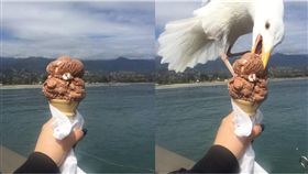 海鷗,攝影,冰淇淋,甜筒,推特　圖／翻攝自推特