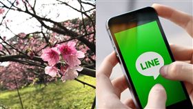 LINE、櫻花（圖／資料照、LINE官網）