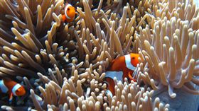 小丑魚、海底總動員、尼莫／flickr／https://flic.kr/p/gRkCuq