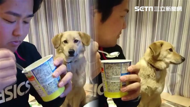 主人吃得津津有味　毛小孩夭鬼假細禮