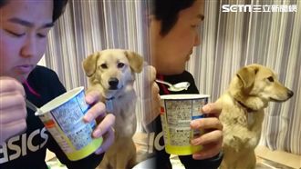 主人吃得津津有味　毛小孩夭鬼假細禮