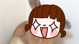 兔子,草莓,戀愛,日本,東雲鈴音,家兔,表情　圖／翻攝自東雲鈴音https://goo.gl/fftxdK