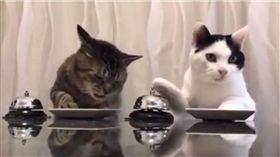 寵物,動物,貓咪,喵星人,用餐,吃飯,按鈴　圖／翻攝自臉書