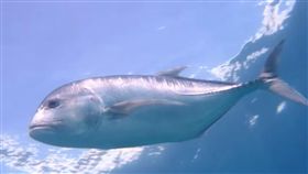 ▲墾丁牛港鯵（圖／翻攝自YouTube－Yp Lin頻道）