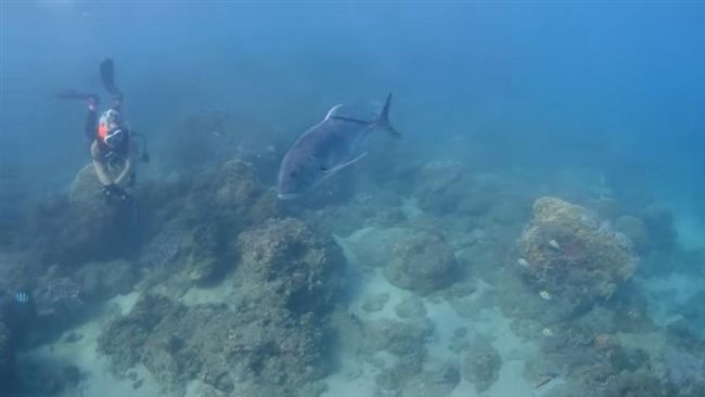 墾丁釣客又出包　潛水圈明星魚被害死