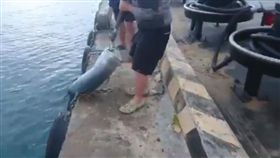 ▲墾丁牛港鰺「阿牛」被違法釣客釣起。（圖／翻攝自YouTube－Jason Liu頻道）
