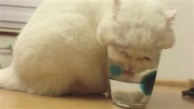 蘇格蘭摺耳貓「Mimi」把臉硬塞到杯子裡喝水。（圖／翻攝自IG帳號：kukufam）