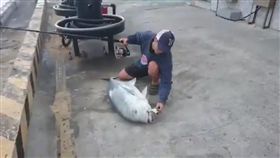 ▲墾丁牛港鰺「阿牛」被違法釣客釣起。（圖／翻攝自YouTube－Jason Liu頻道）