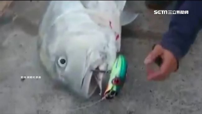 墾丁釣阿牛　釣客現身：這是場意外