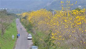 去年逃過尼伯特颱風摧殘，台東武陵戒治所外面的黃花風鈴木首度盛開，宛如一條黃金廊道，捎來春天的訊息。（中央社）