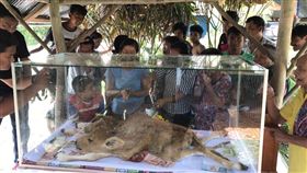 畸形,牛,祭拜,供俸,泰國,喀比府,空統縣,牛寶寶,樂透彩,中獎,祭壇 圖／翻攝自世界日報　https://goo.gl/po9SZP