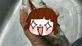 魚,殺魚,2000元,鈔票,爆廢公社,魚腹,夾鏈袋 圖／翻攝自爆廢公社https://goo.gl/1Zxq6m