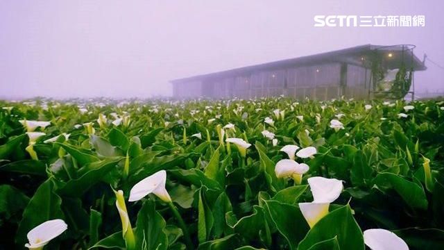 陽明山海芋季湧人潮　交通資訊看這裡