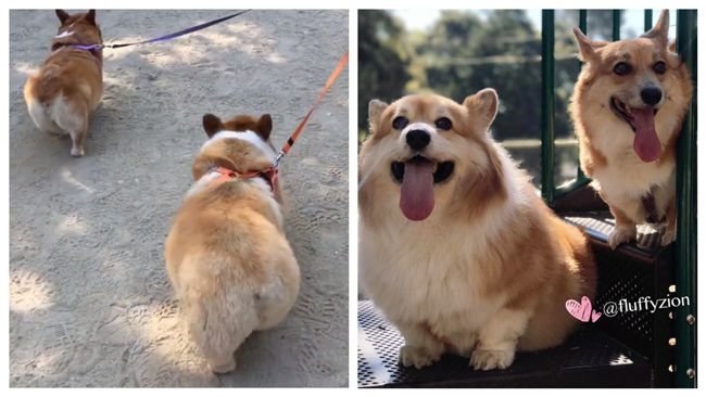 夜配聞／小柯基犬性感美臀　會偷心！