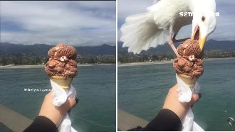 拿冰淇淋拍照　下一秒被海鷗咬走