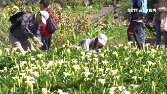 清明連假好天氣　人潮湧進上山採海芋
