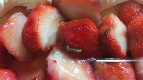 好市多草莓蛋糕長蟲。(圖/翻攝自臉書「COSTCO 好市多 消費經驗分享區」)