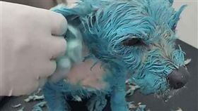 墨西哥,米卻肯州,Michoacan,莫雷利亞,Morelia,虐待,狗狗,娃娃,Muneca,油漆(http://metro.co.uk/2017/03/31/helpless-dog-painted-blue-and-stabbed-with-an-ice-pick-in-sick-animal-abuse-6545107/)