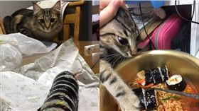 毛小孩,貓咪,主子,貓皇,推特　圖／翻攝自@pandacat_garret推特