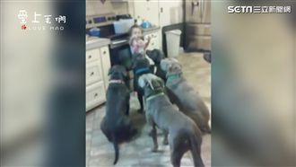 注意了還動！女孩訓練比特犬超可愛