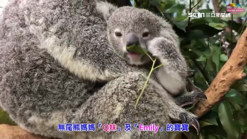 兒童新樂園免費! 熱門"尋寶船"排隊近1小時