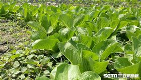 蔬菜,蔬果,纖維,農藥,青菜（圖／記者楊晴雯攝）