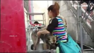 公墓供品水槽洗小狗　民眾勸阻竟遭嗆