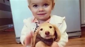 臘腸,狗,萌,毛孩,寵物,愛上毛們
(圖片來源:ig@dog_videoru)