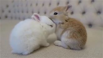 巧克力牛奶麻吉兔　甜蜜互親秀恩愛
