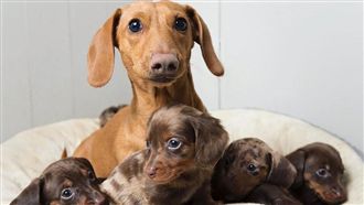 影／臘腸大軍出動　迎接把拔回家～