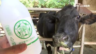 台大鮮奶靠牠！天噸牛奪乳牛奧斯卡