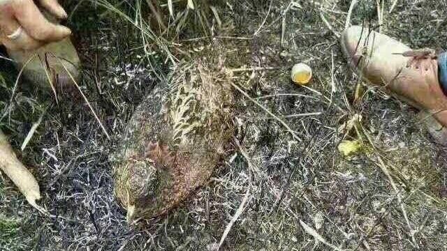 為護孩子！她選擇被掃墓山火活活燒死