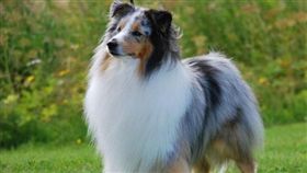 寵物滔客(圖片版權屬於滔客線上雜誌)