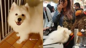 影／先斬後奏綁架大猩猩　小羊：麻麻會買單。資料來源：哈Dog Life
