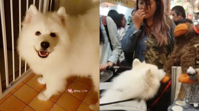 先斬後奏綁架猩猩　萌犬逼主人付贖金