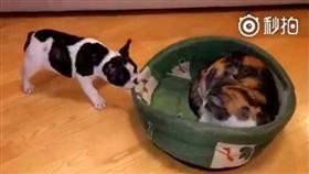 毛小孩,貓,狗,喵星人,被窩　圖／翻攝自可愛寵物中心微博