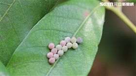 這淡綠色的卵好煩人！別用手抓荔枝椿象（圖／農委會）