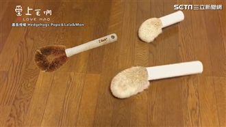 棕刷去哪兒？刺蝟Cosplay超萌