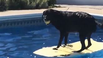 聰明小黑平衡感超好　自己的球球自己