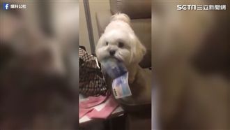 這個小偷萌萌der　快點抱緊處理！