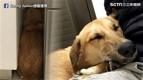 sunny領養浪浪「拿鐵」。
（圖／翻攝自Sunny Junior臉書）