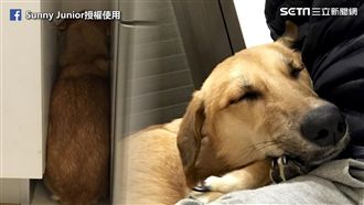 為毛孩盡心盡力！主人領養浪浪溫馨史