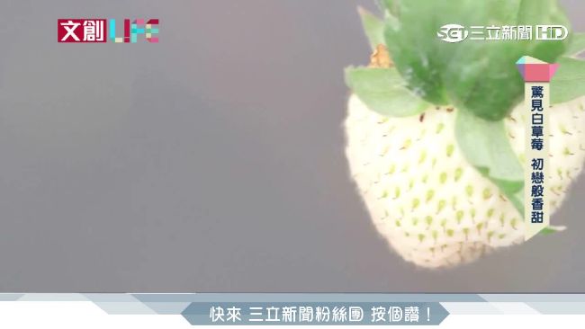 宜蘭「白草莓」　有如初戀般的香甜