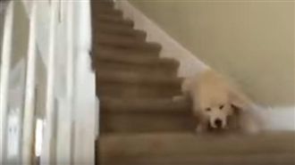 小黃金心急見主人　飛撲滾好幾圈撞地