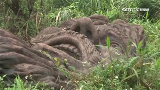 獨／深山藏「巨人」？揭雪山花園面紗
