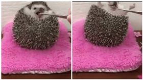 刺刺搶吃美食　圓滾身材卻出賣了牠
圖／翻攝自爆料公社臉書粉絲專頁